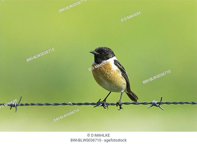 Stonechat Saxicola torquata, portrait on a single animal, sitting on a barbed wire fence, Spain, Extremadura