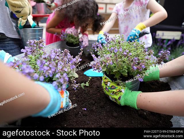 13 July 2022, Hamburg: Pupils from Beim Pachthof elementary school plant lavender in flower pots during the opening of the Hamburg Summer Gardens