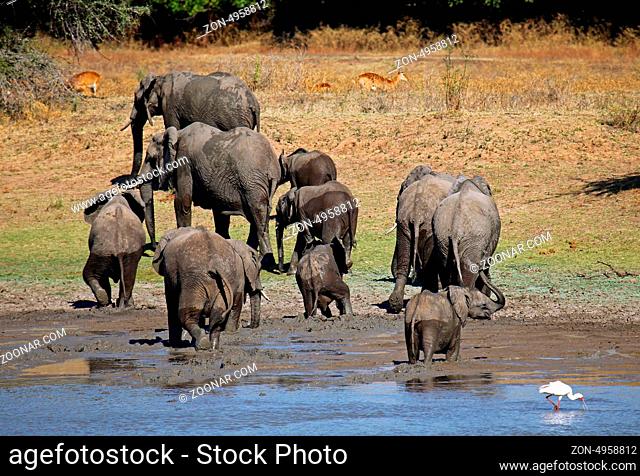 Elefantenherde am Fluss im South Luangwa Nationalpark, Sambia; Loxodonta africana; Elephants at a river in South Luangwa National Park, Zambia