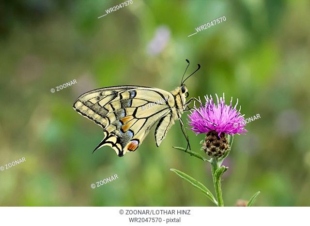 Papilio machaon, European Swallowtail from Germany