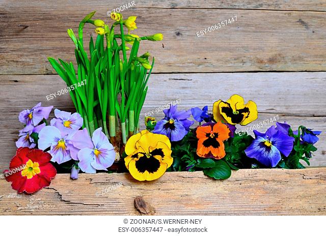 Spring flowers wood background