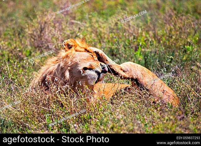 Young adult male lion lying on savanna in grass. Safari in Serengeti, Tanzania, Africa