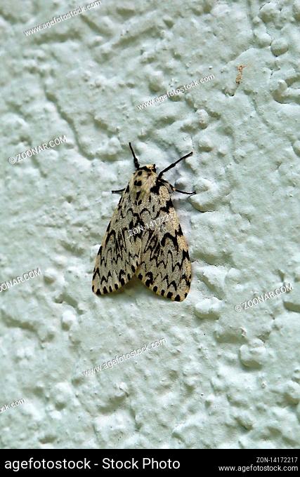 Nonne, Nachtfalter und Forstschädling, Pine moth, Lymantria monacha