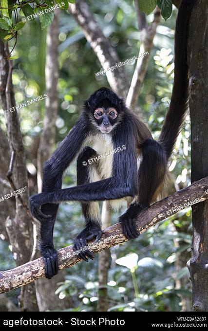 Yucatan Spider Monkey, Ateles geoffroyi, Turneffe Atoll, Caribbean, Belize
