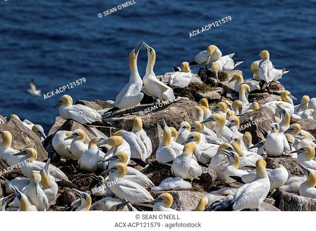 Overview bird breeding colony, Northern Gannet, Morus bassanus, Cape St. Mary's ecological reserve, Newfoundland, Canada