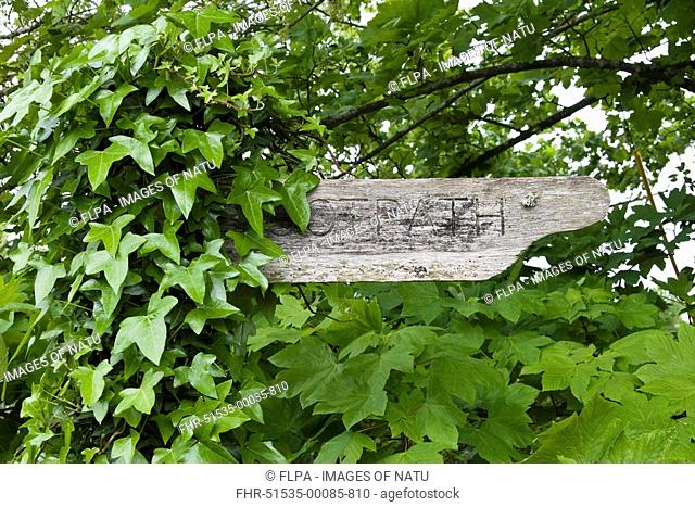 Ivy Hedera helix growing over wooden footpath sign, Hampshire, England
