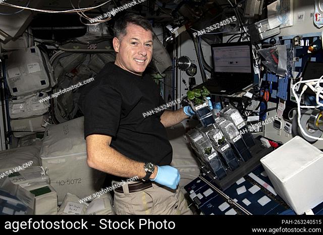 NASA astronaut and Expedition 65 Flight Engineer Shane Kimbrough checks on cotton plants growing for the TICTOC space botany study