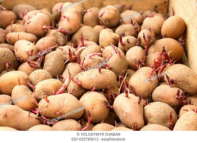 Sprouting potato tubers before planting into the soil