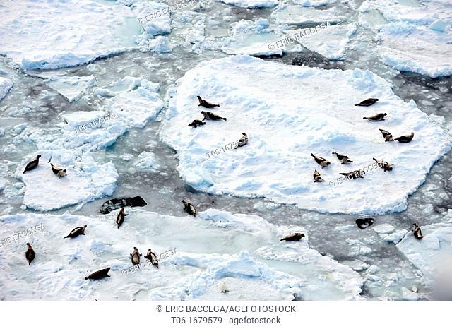 Aerial view of harp seals along the Gulf os St Lawrence Phoca groenlandicus Magdalen Islands, Quebec, Canada