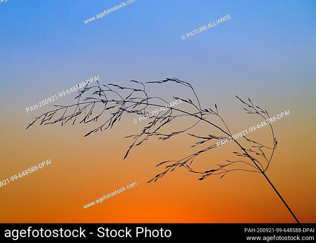 20 September 2020, Brandenburg, Sieversdorf: A stalk of a meadow plant can be seen against the colourful evening sky. Photo: Patrick Pleul/dpa-Zentralbild/ZB