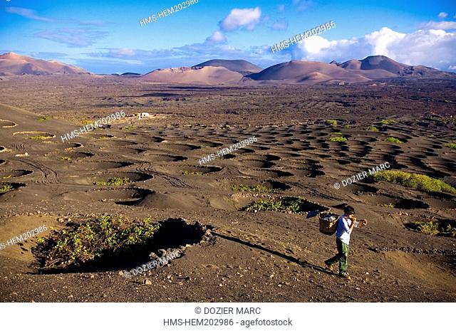 Spain, Canary Islands, Lanzarote Island, Biosphere reserve, La Geria, peasant working in the vineyards growing on volcanic ash surrounded with law walls