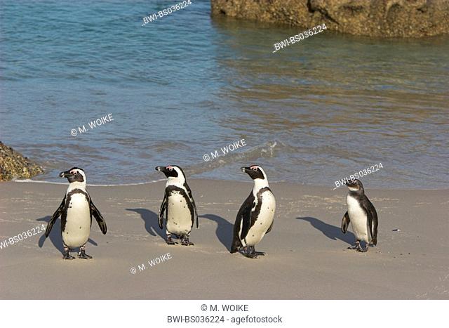Jackass Penguin (Spheniscus demersus), group at the beach, South Africa, Boulders Kolonie, Simon`s Town