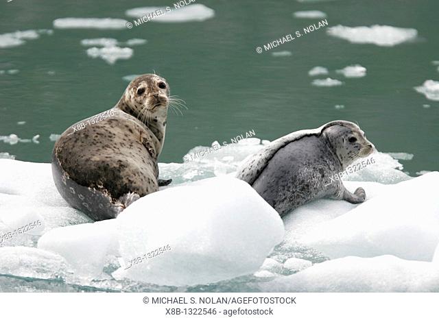 Harbor Seal Phoca vitulina mother and pup on ice calved from the Sawyer Glaciers in Tracy arm, Southeast Alaska, USA  Pacific Ocean