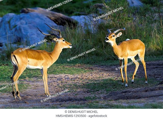 Kenya, Masai Mara national reserve, Impala (Aepyceros melampus), males fighting