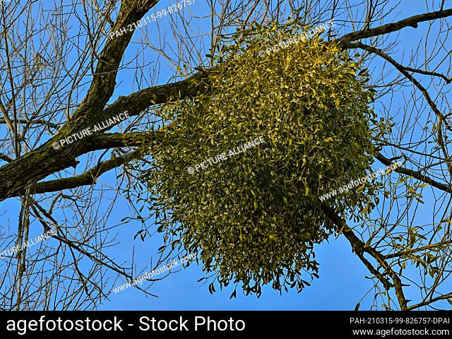 13 March 2021, Brandenburg, Mallnow: A white-berried mistletoe (lat. Viscum album) on a birch tree. Mistletoe grows as a semi-parasite on trees and has...