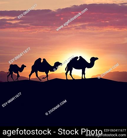 camels silhouettes in dunes at sunset