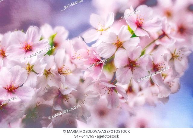 Cherry Blossom. Prunus serrulata , April 2006. Maryland, USA