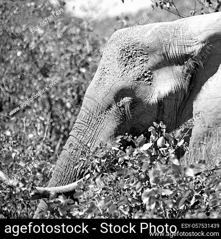 blur in south africa  kruger wildlife nature reserve and wild elephant