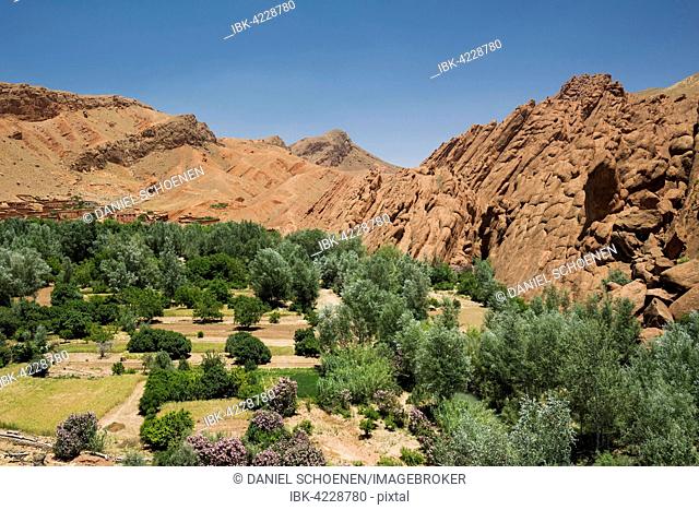 Oasis in Dades Gorge, Dades Valley, Boumalne-du-Dades, Morocco