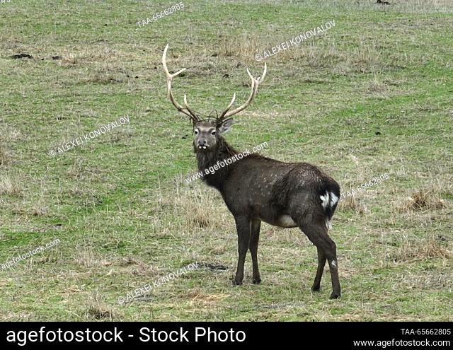 RUSSIA, KHERSON REGION - DECEMBER 11, 2023: A Northern spotted deer in the Askania Nova biosphere reserve. With a total area of 33, 307 hectares