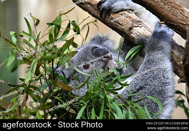 07 December 2023, Saxony, Leipzig: The female koala Erlinga climbs through the eucalyptus. At the end of November, the two-year-old female koala from Duisburg...