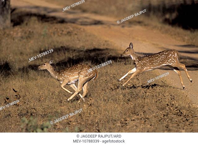 Young Spotted Deer / Chital - running, (Axis axis)