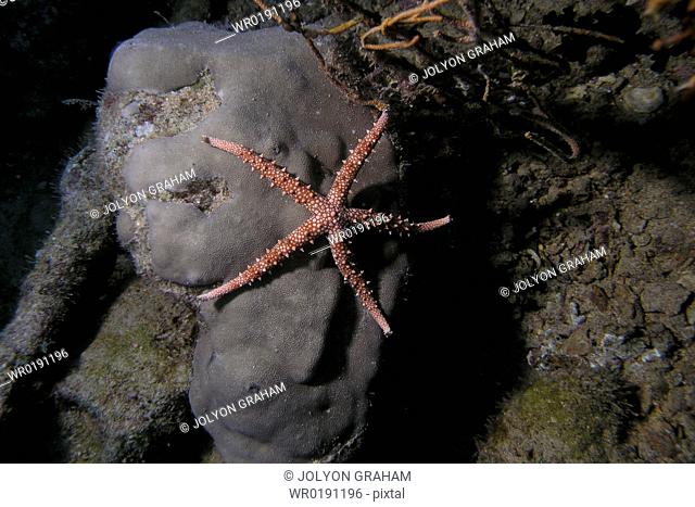 Thorny Sea star Fromia nodosa hanging to the coral out in the open Red Sea Egypt