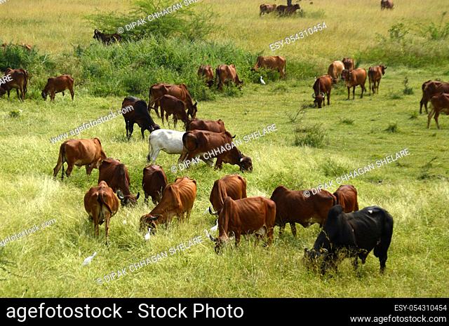 Cows and bulls are grazing on a lush grass field