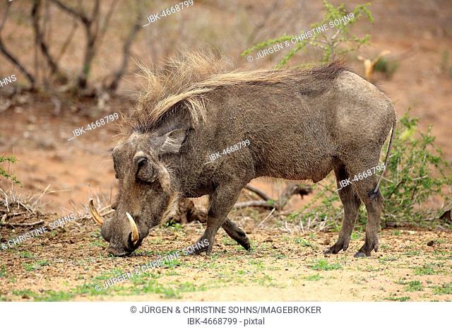 Warthog (Phacochoerus aethiopicus), adult feeding, foraging, Kruger National Park, South Africa