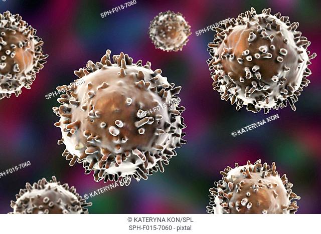 Lymphocytes, computer artwork. T- and B-lymphocytes are part of the immune system. B cells mature in bone marrow and are responsible for humoral immunity; they...
