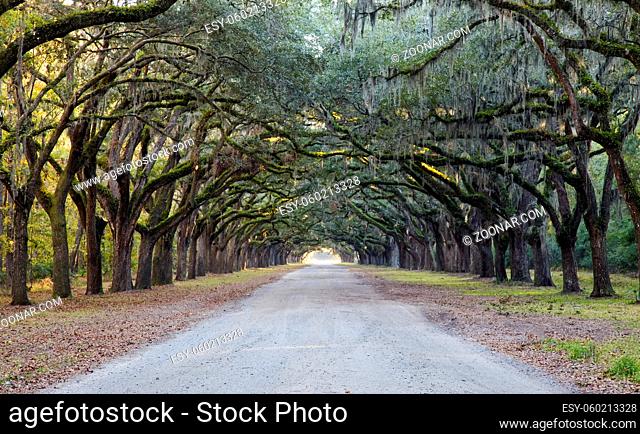 Spanish moss hangs in abundance from large oak trees lining picturesque Oak Avenue at the Wormsloe historic site in Savannah, Georgia