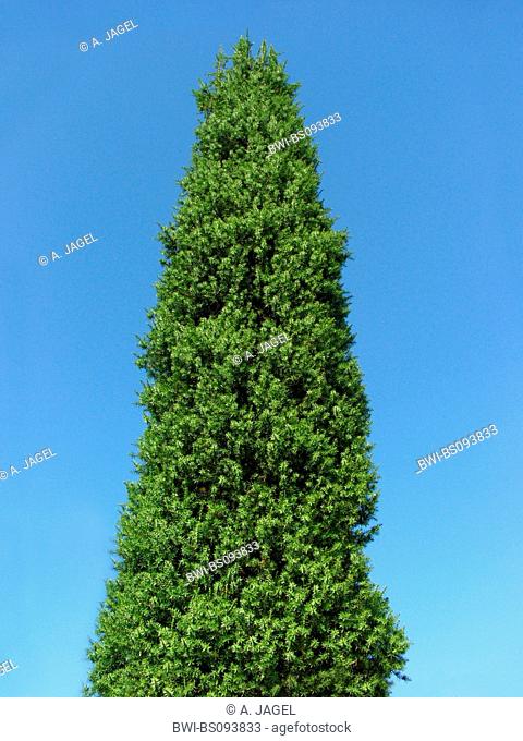 Syrian juniper (Juniperus drupacea), column form