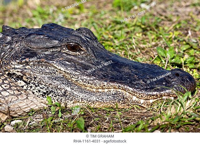 Alligator in The Everglades, Florida, United States of America