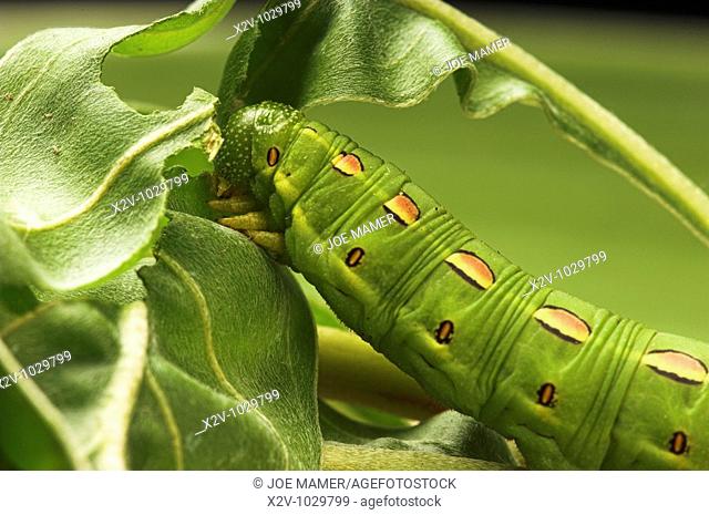 White Lined Sphynx caterpillar Hyles lineata  Also known as Hawk Moths, Hummingbird Moths, and Sphynx Moths