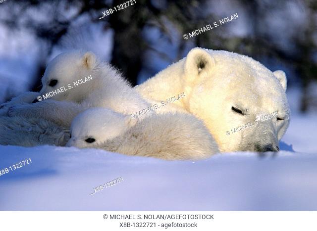 Polar Bear cubs snuggled and resting on mothers body, Ursus maritimus, taiga, Churchill, Manitoba, Hudson Bay, Canada