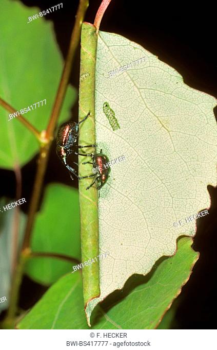 Poplar leaf roller weevil, Leaf-rolling weevil (Byctiscus populi, Bytiscus populi), two beetles roll-up a poplar leaf, Germany