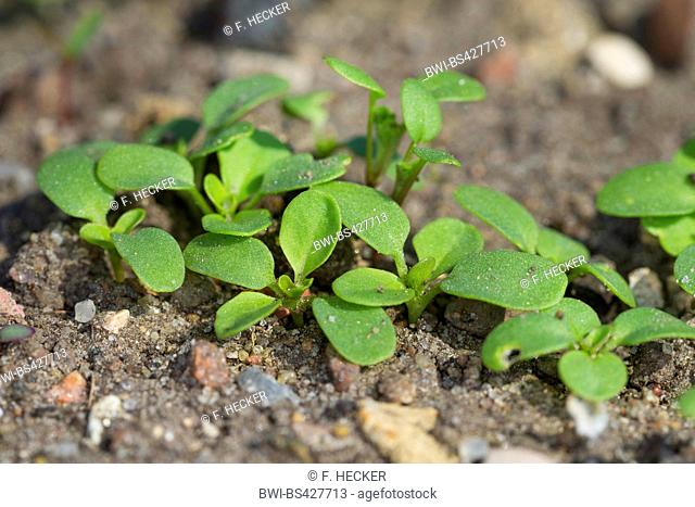field penny-cress, pennycress (Thlaspi arvense), youg leaves, Germany