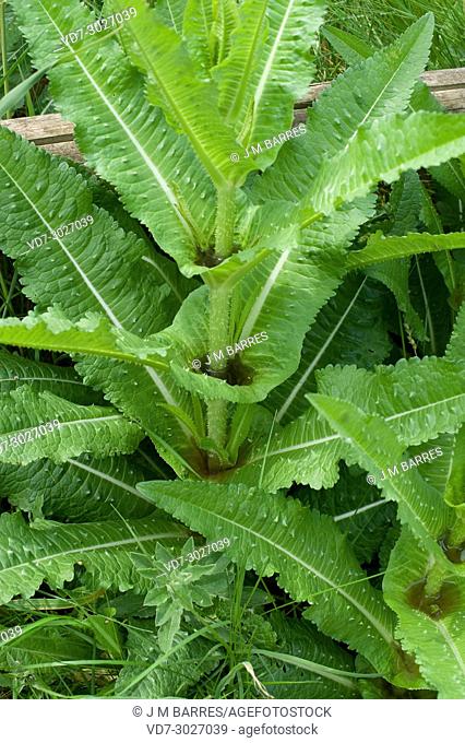Wild teasel (Dipsacus fullonum or D. sylvestris) is a biennial plant native to Eurasia and North Africa. Rain water collected by sessile leaves detail