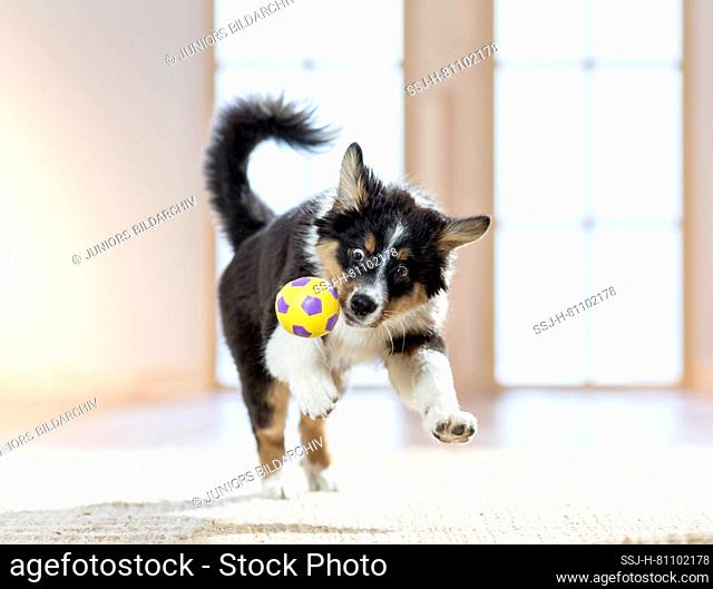 Australian Shepherd. Puppy playing with a ball. Germany