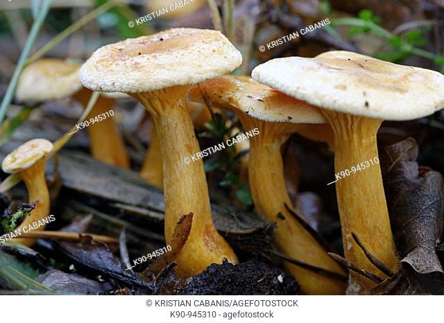 Group of Chanterelle mushrooms in the forest, Goehrde Forest, Lower Saxony, Germany, Europe