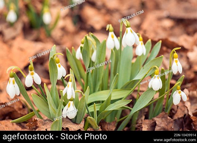 fresh spring snowdrop flowers in the forest. Happy womens day 8 march invitation card. selective focus macro shot with shallow DOF