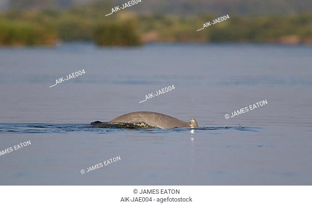 Irrawaddy dolphin, Orcaella brevirostris) swimming in the Mekong river at Kratie, Cambodia