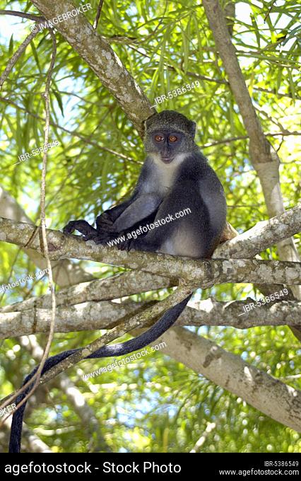 Blue Monkey, Diani Beach, Kenya (Cercopithecus mitis)