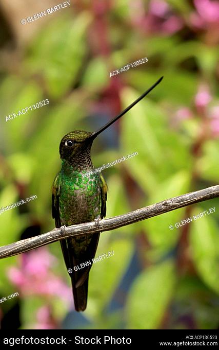 Sword-billed Hummingbird (Ensifera ensifera) perched on a branch in the Andes mountains in Colombia