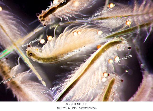 micro photo of artemia salina