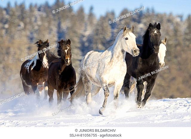 Domestic horse. Mixed herd galloping on a snowy pasture. Germany