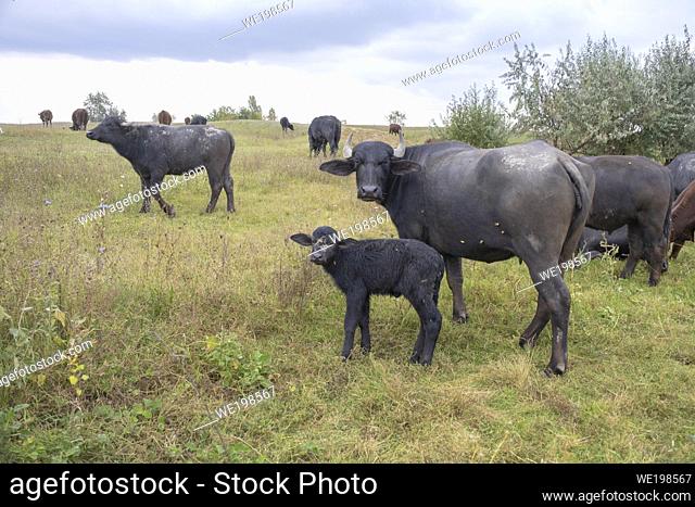 ORLOVKA VILLAGE, RENI RAION, ODESSA OBLAST, UKRAINE - SEPTEMBER 01, 2020: Young calf with mother - Water buffalo