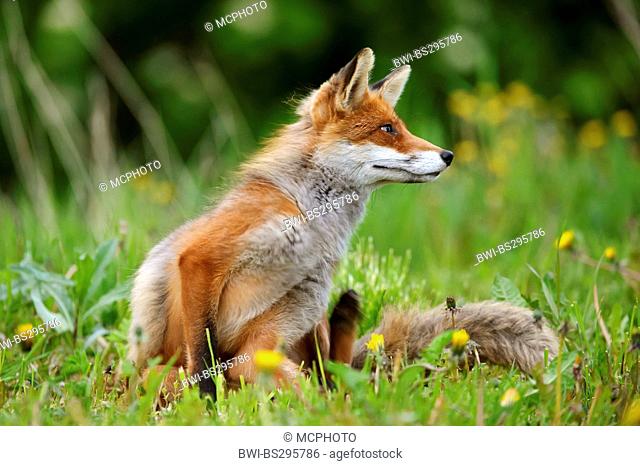red fox (Vulpes vulpes), sitting in a dandelion meadow, Norway