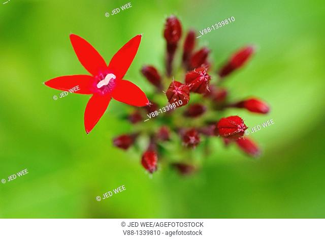 Egyptian Star Cluster (Pentas lanceolata), a flowering plant native to Northeastern Africa and Egypt, Singapore Botanic Gardens, Singapore