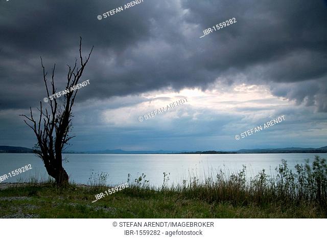 Old tree and rain clouds in the evening light, Lake Constance, Baden-Wuerttemberg, Germany, Europe